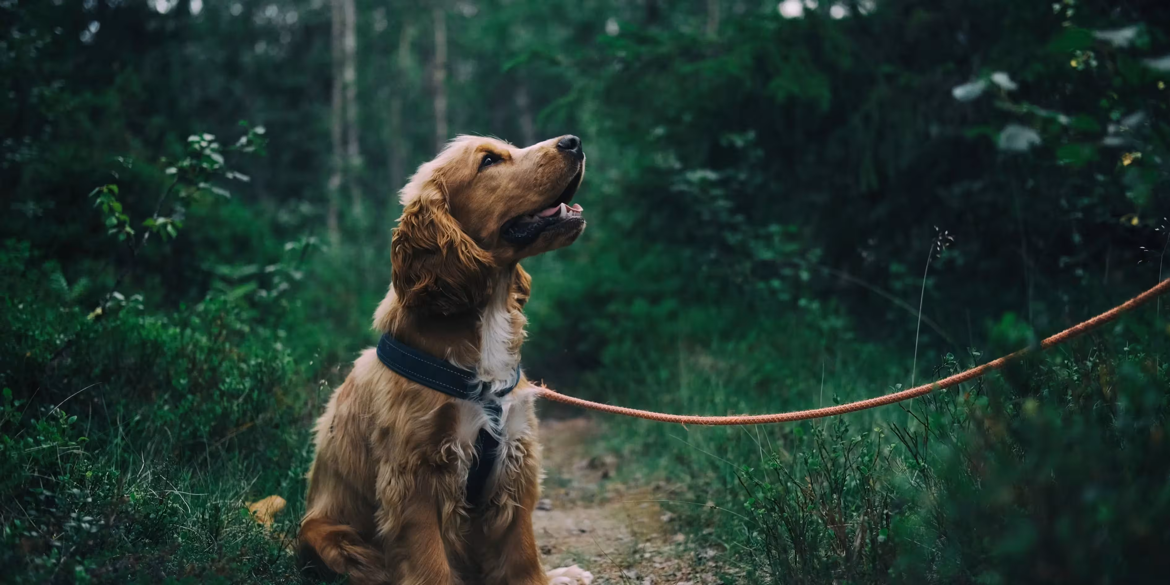 The Top Dog Walking Apps of 2025