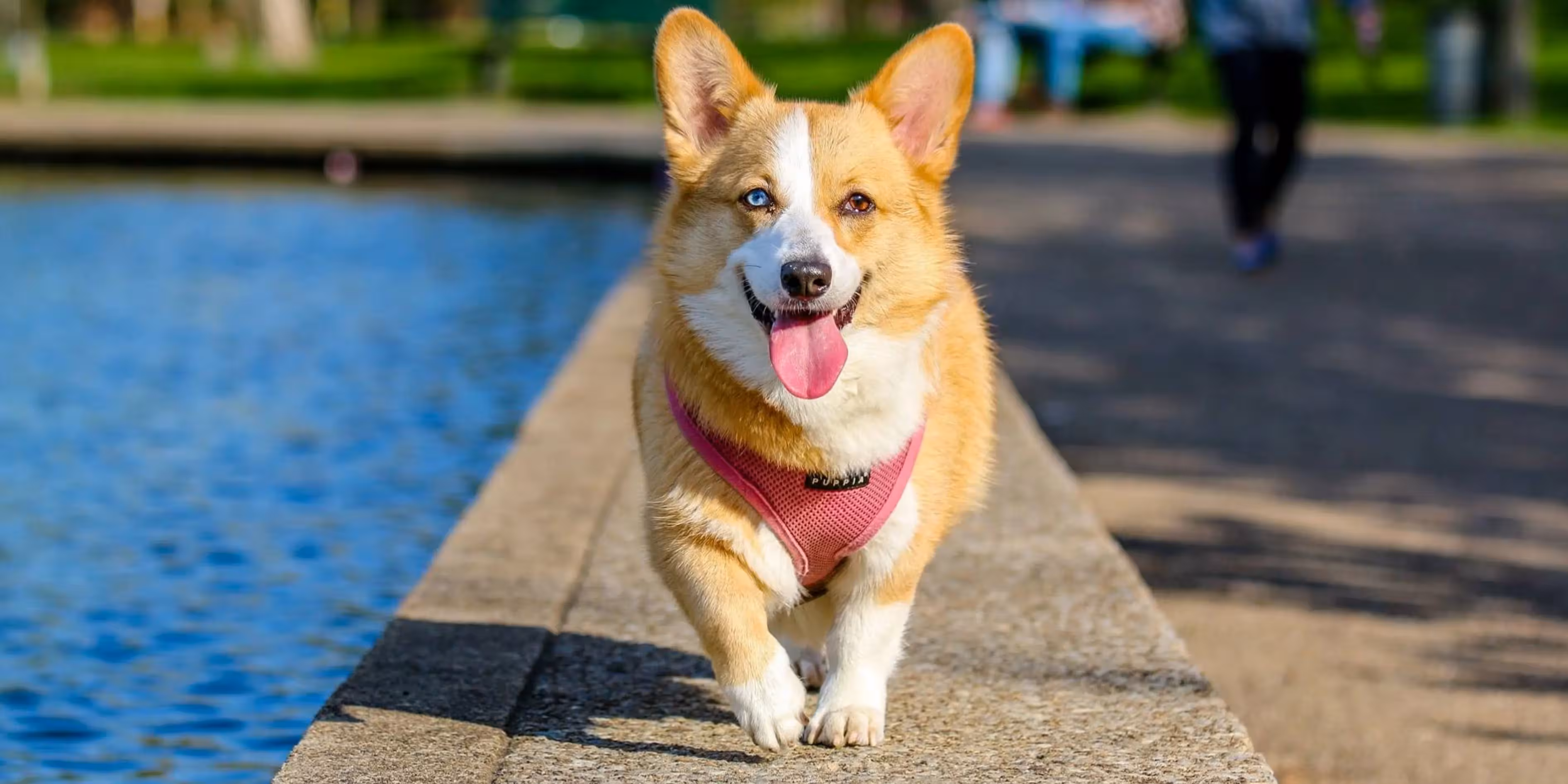 Why Are Dog Walking Apps a Must-Have for Pet Parents?