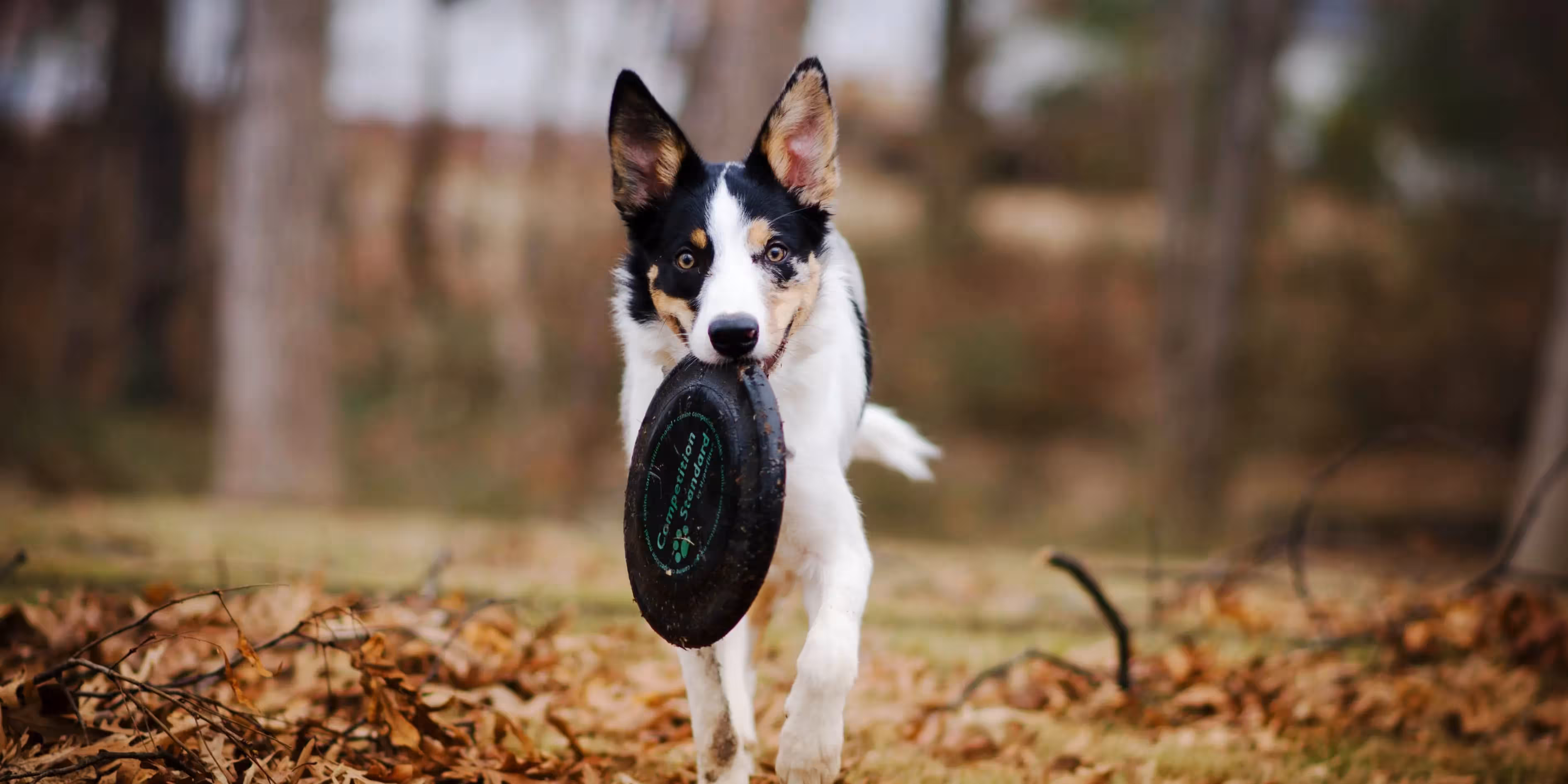 How to Choose the Perfect Dog Walking App?